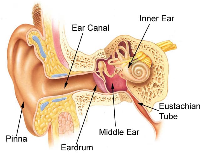 Cross-section diagram of the human ear showing the outer ear (pinna and ear canal), middle ear (eardrum and ossicles), and inner ear (cochlea and auditory nerve), with the auditory nerve carrying signals to the brain